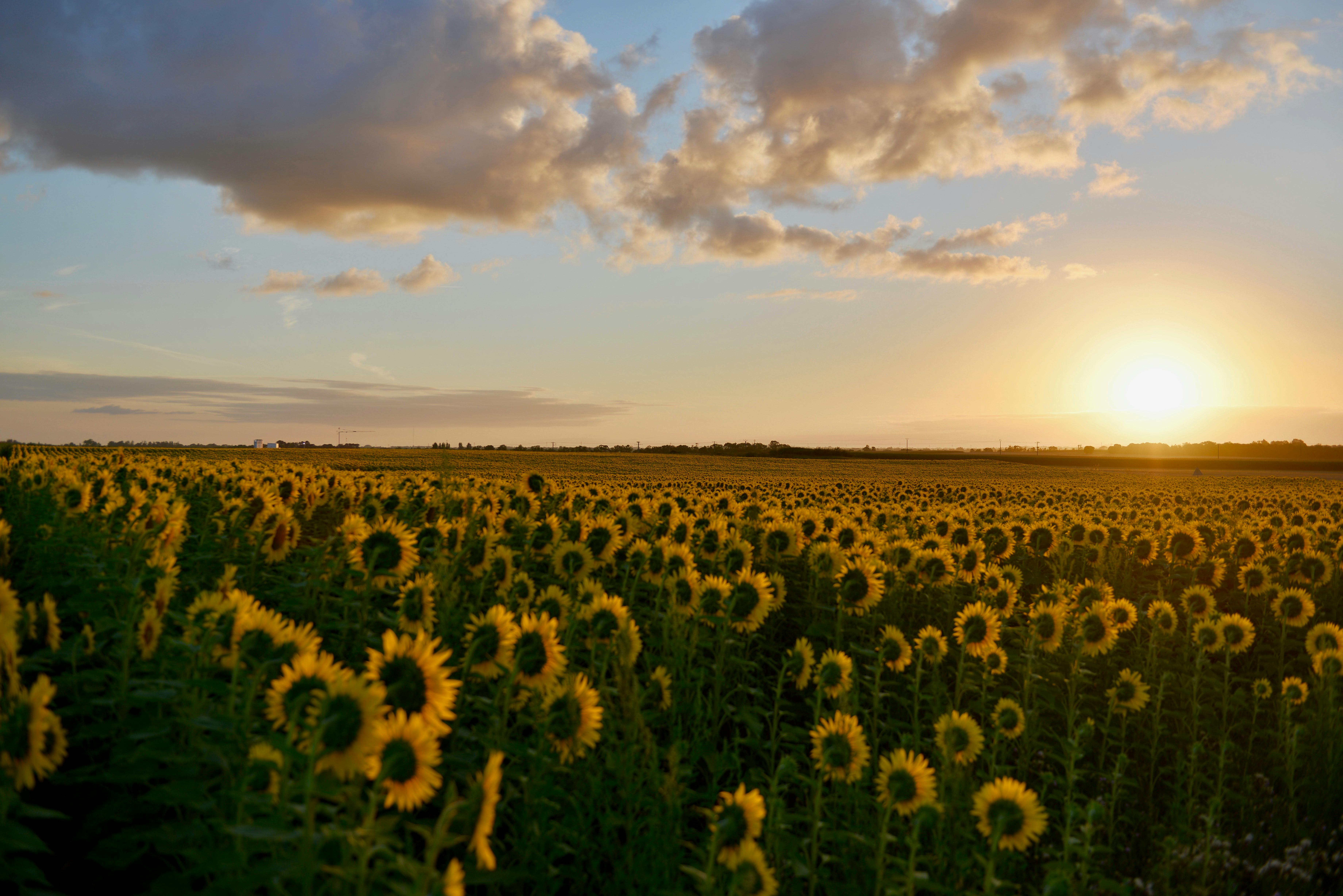 Agriculture Image 1