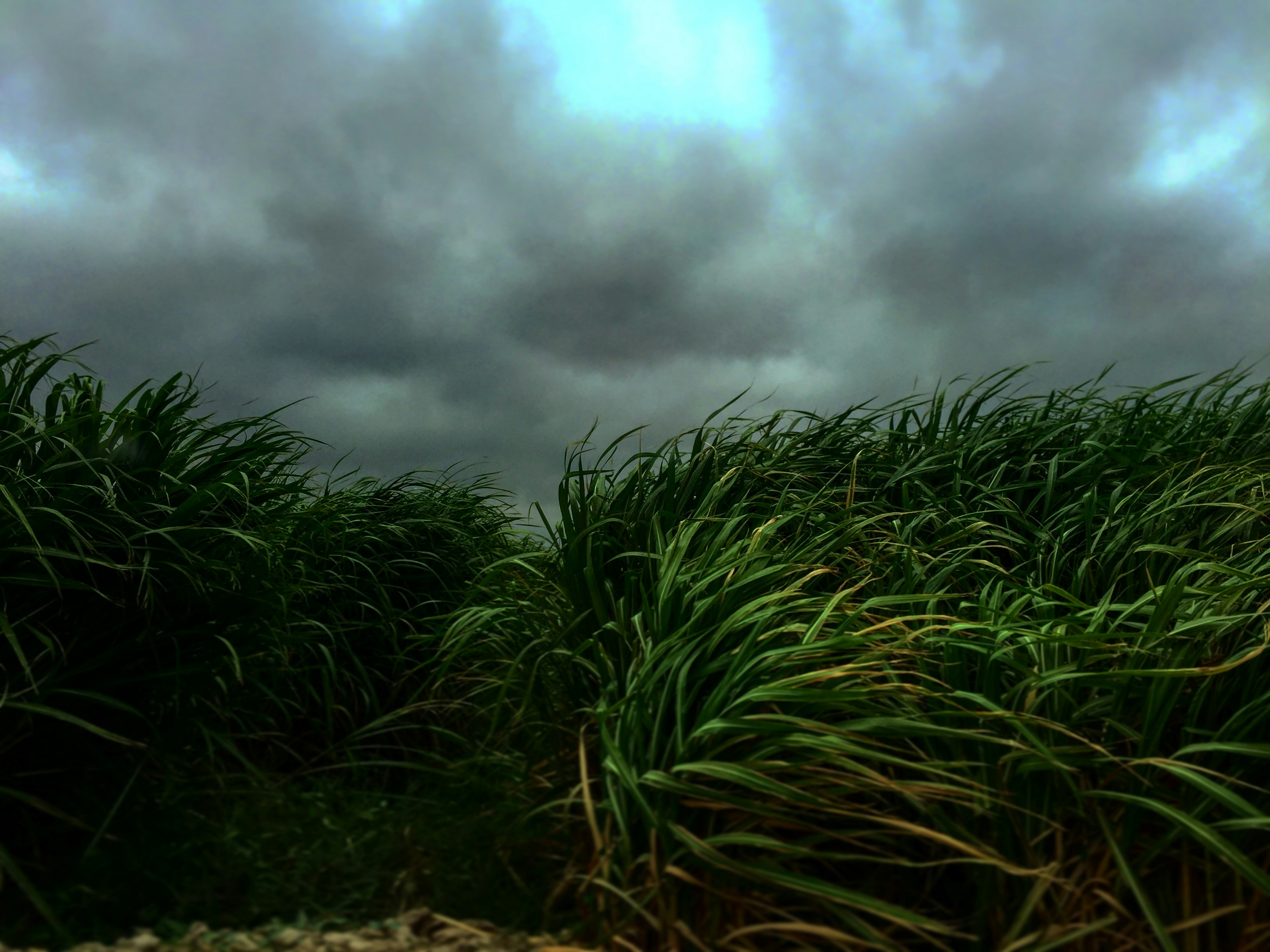 Agriculture Image 2