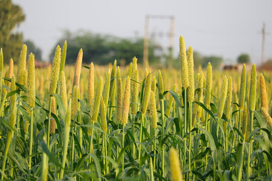 Bajra