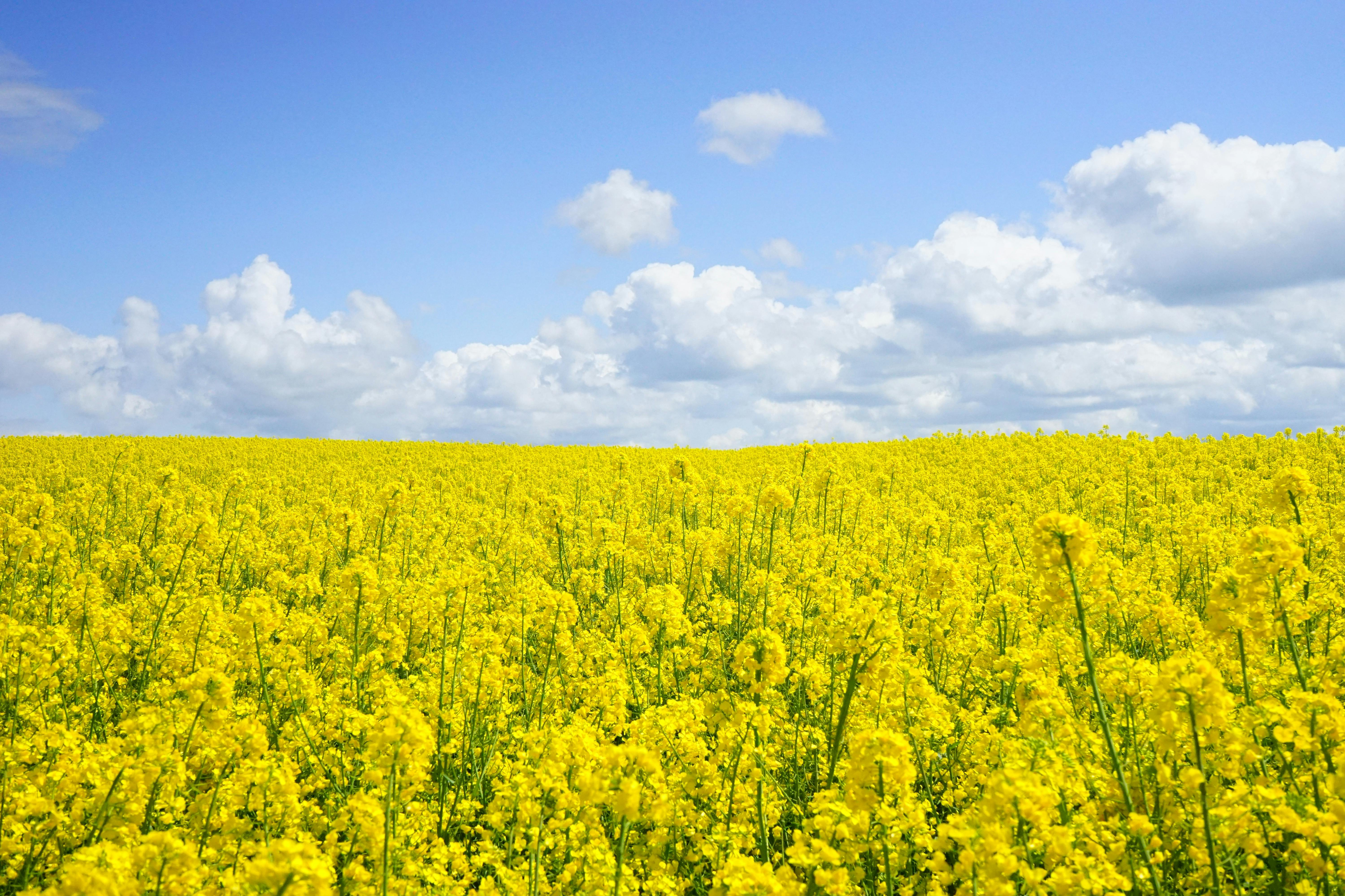 Canola