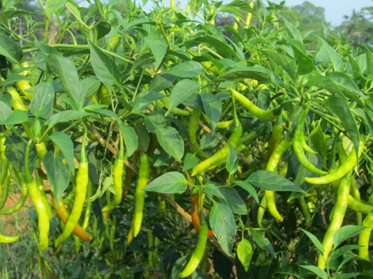 Chillies