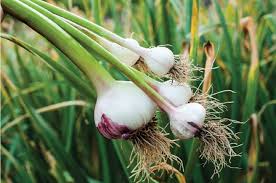 Garlic