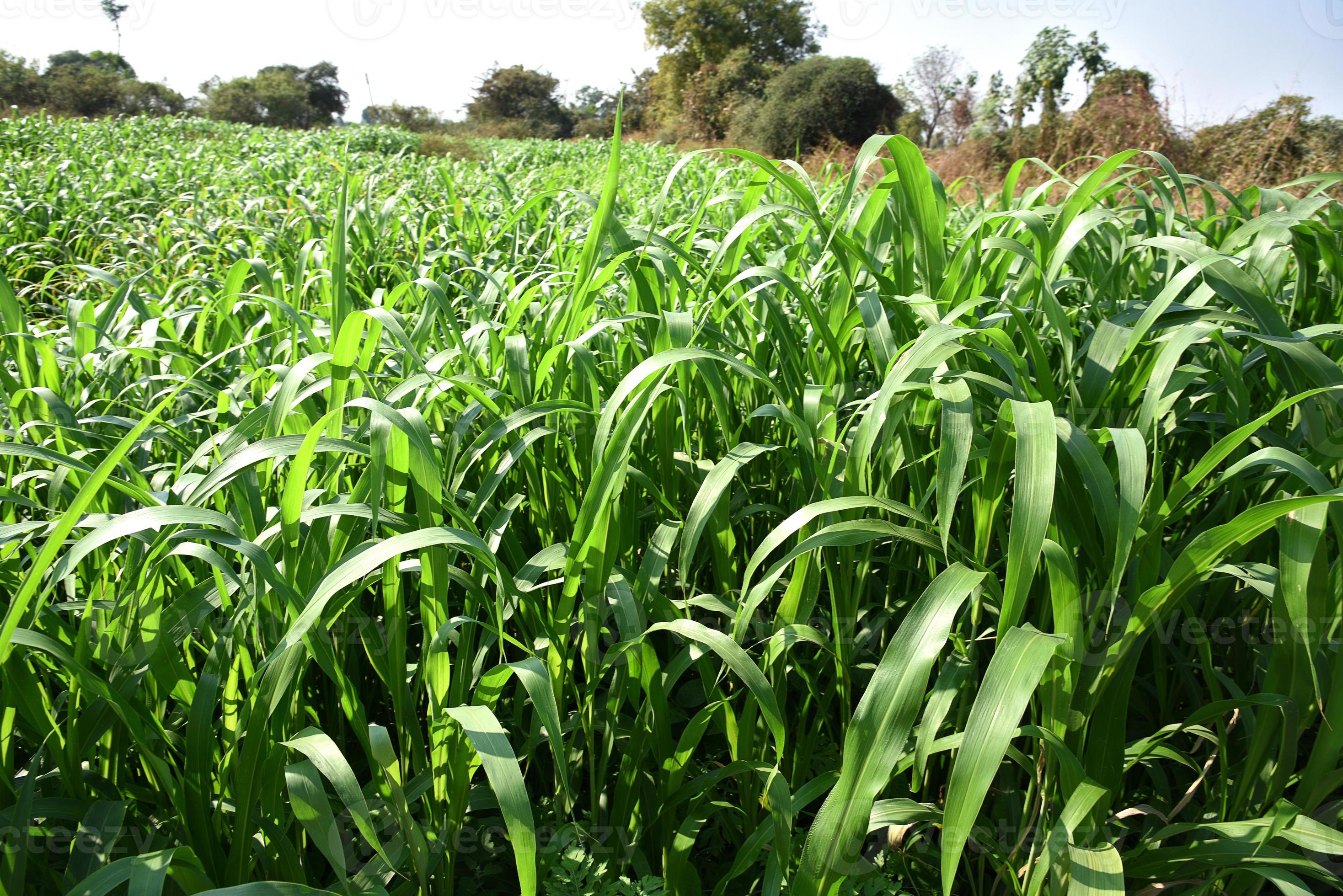 Jowar