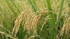 Kharif Crops