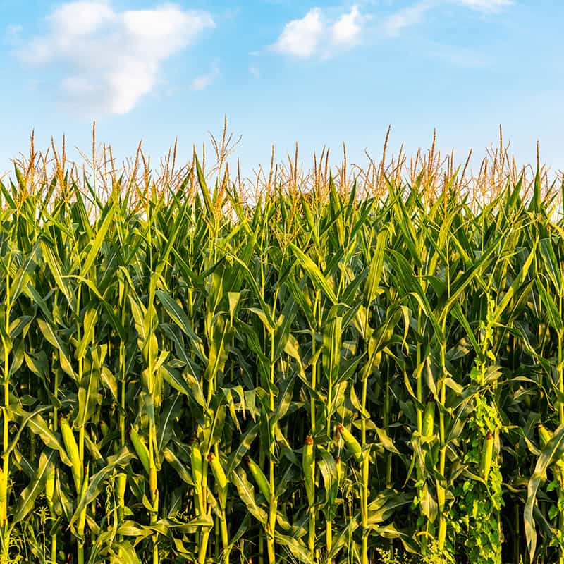 Maize