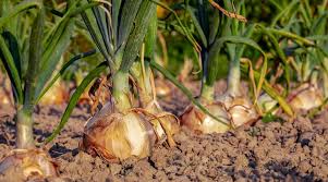 Onion