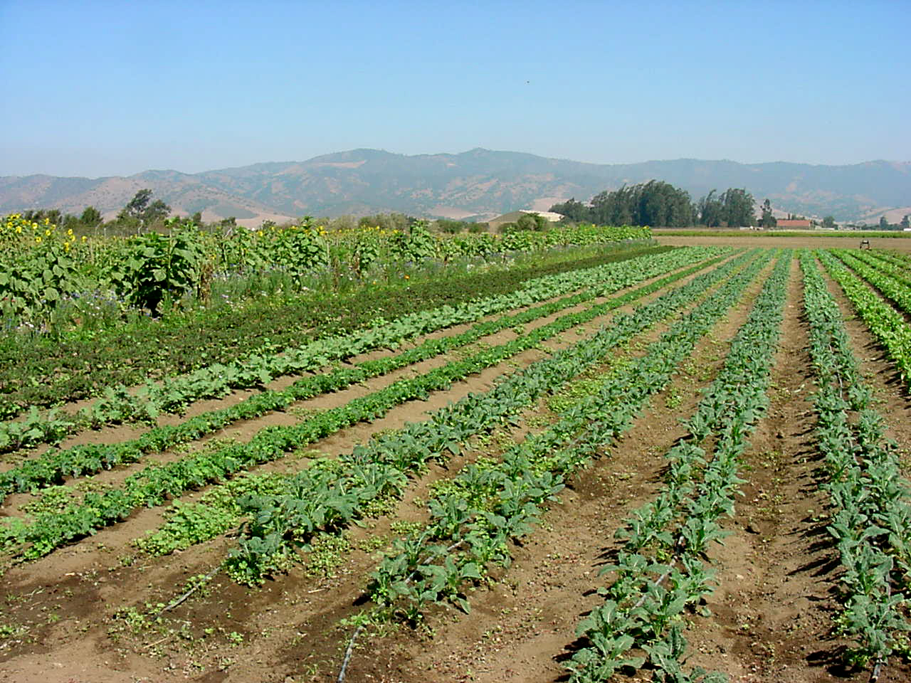 Other Rabi Pulses