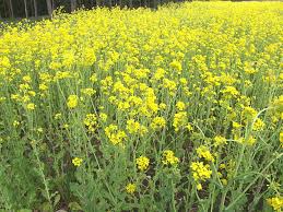 Rapeseed & Mustard