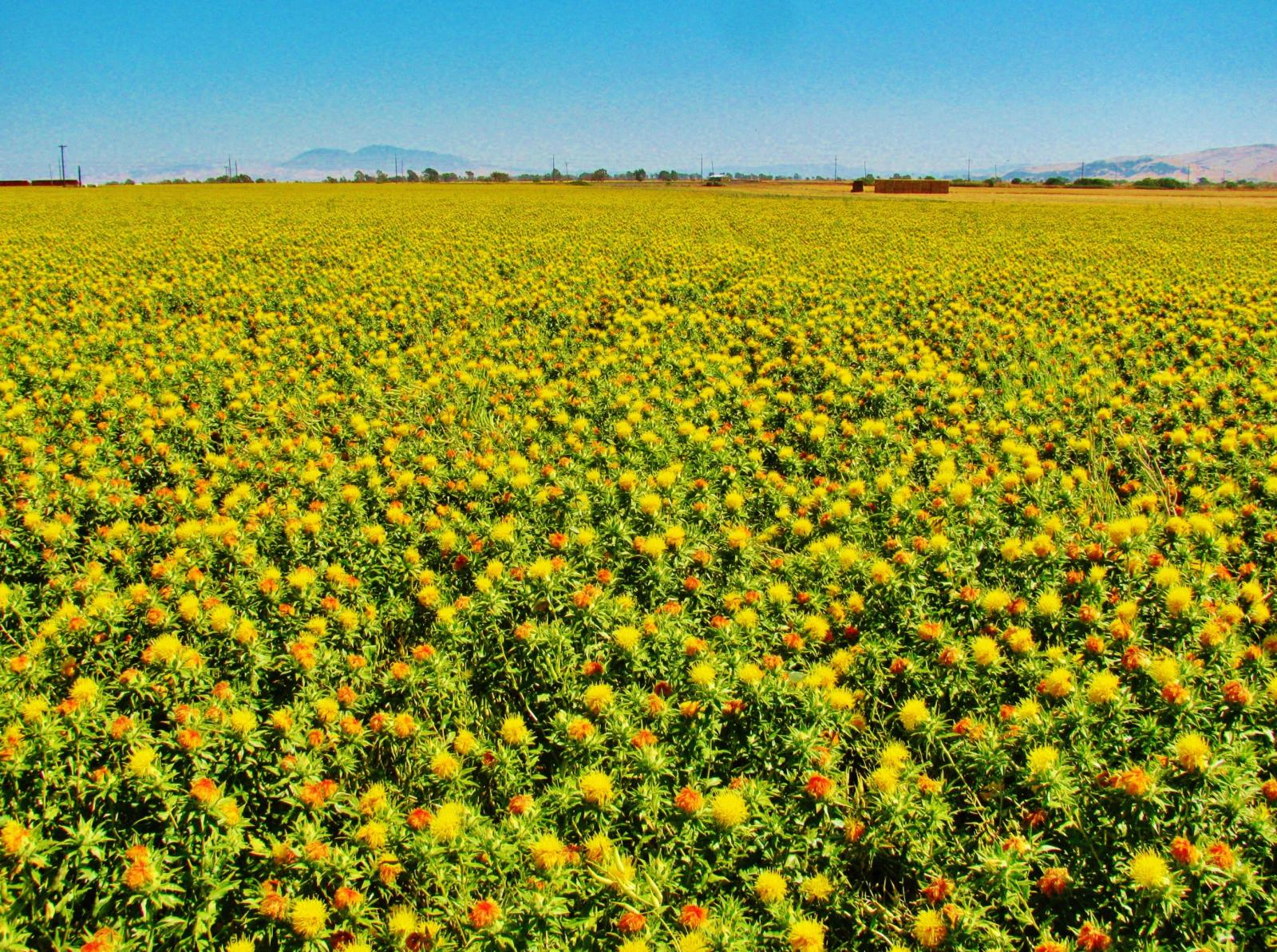Safflower