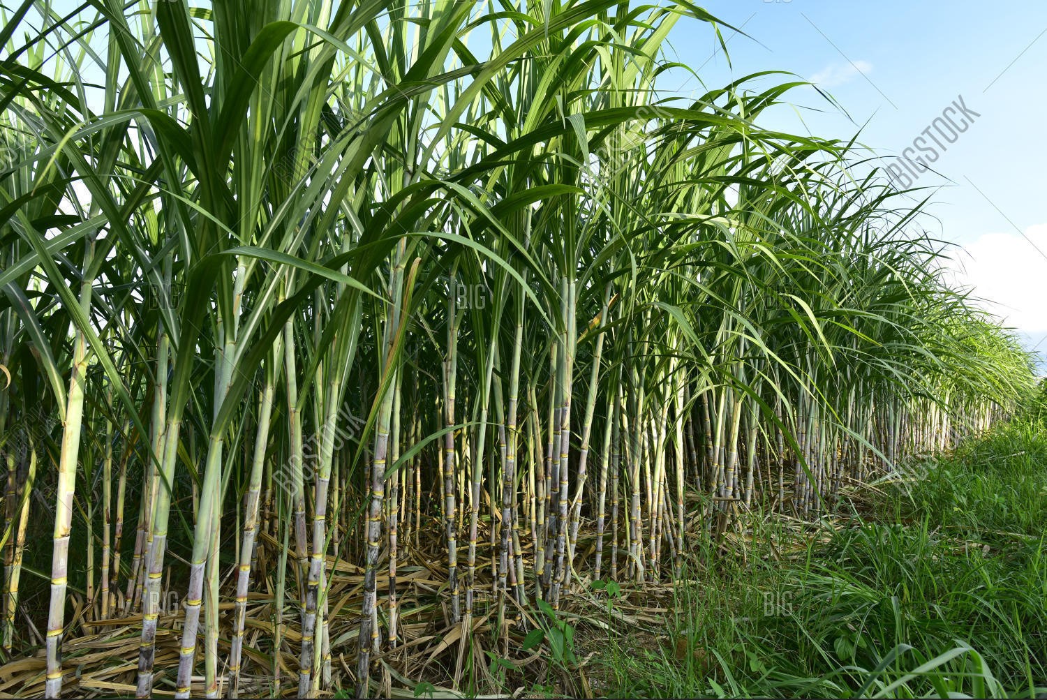 Sugarcane