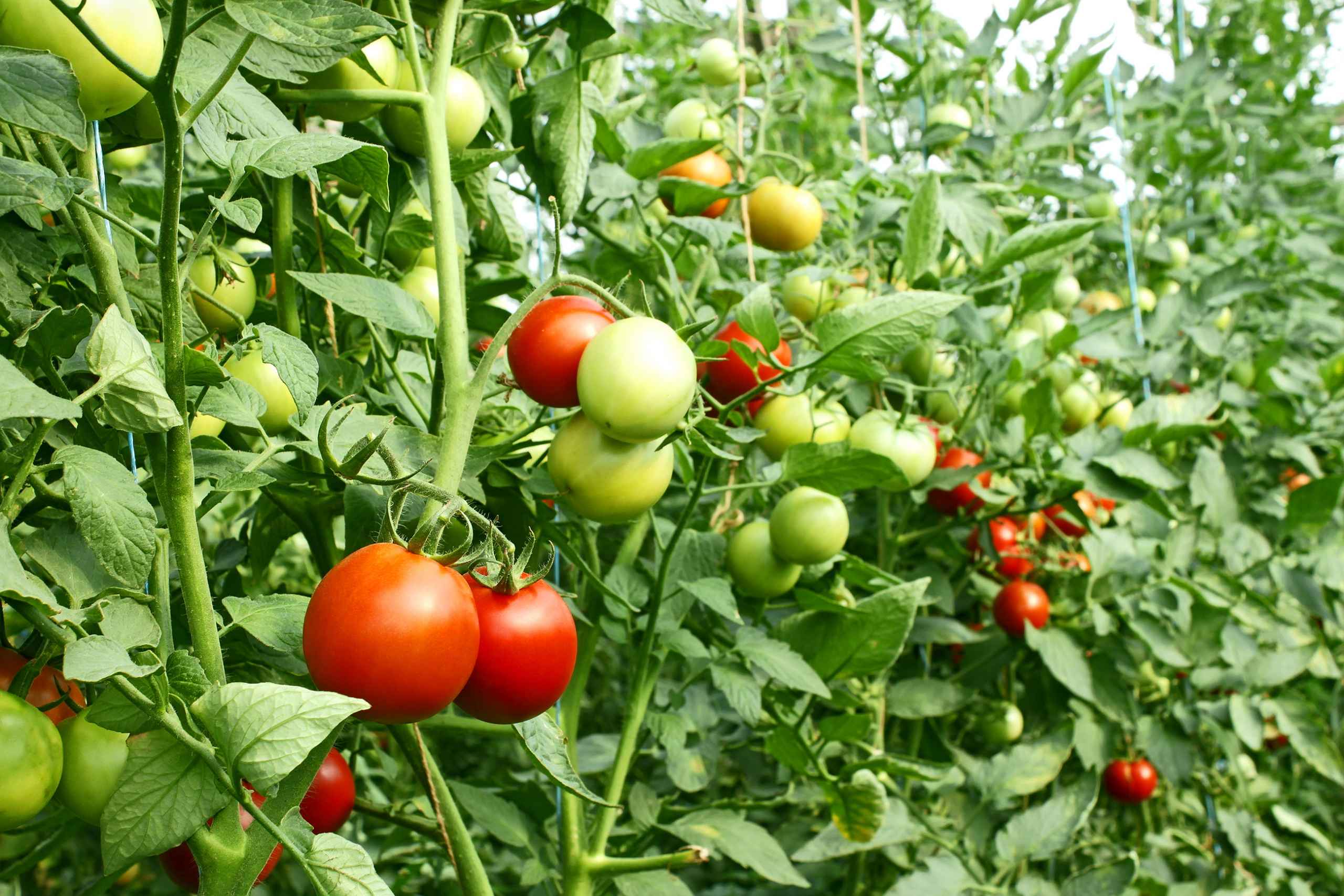 Tomato