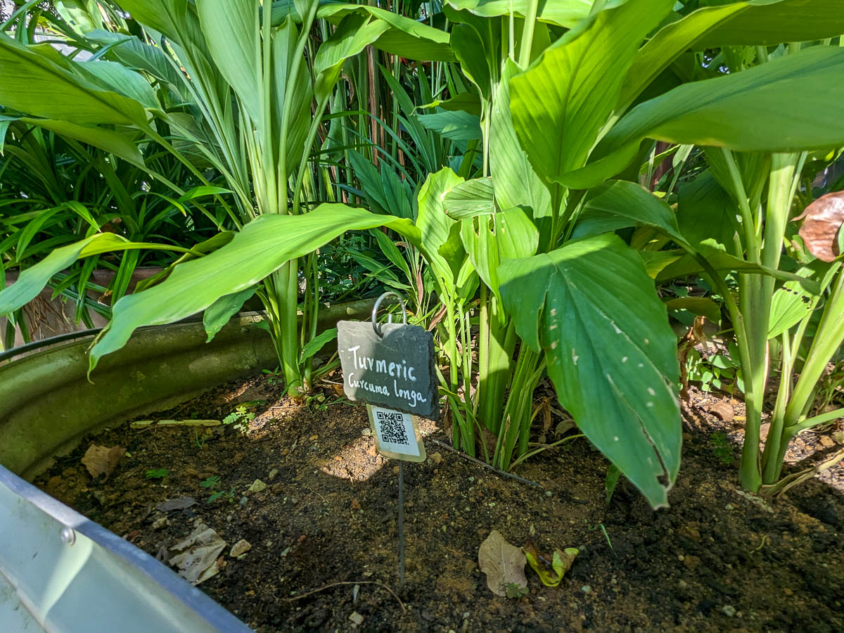 Turmeric